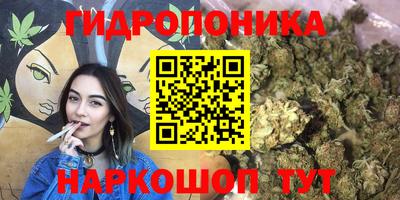 стаф Гатчина